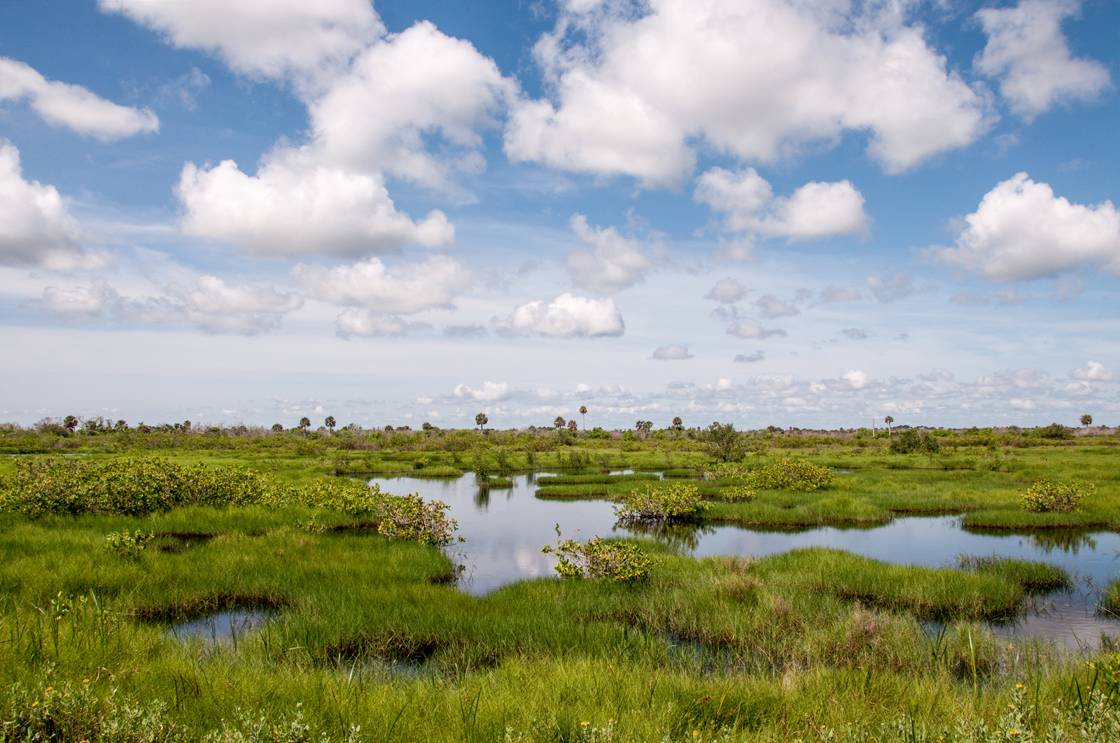 How Do Wetlands Recharge Aquifers and Sustain Our Water Supply